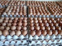 بيع بيض جملة ومفرق لكافة مناطق لبنان طرابلس وضواحيها